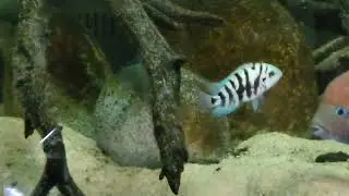 Amatitlania sp. Honduran Redpoint (Rio Los Amendros @ Danli) w/ fry (8/10/2023)