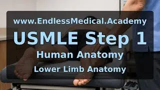 Lower Limb Anatomy, Human Anatomy, USMLE Step 1 - Full Vignette with Extended Explanations
