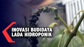 INOVASI BUDIDAYA LADA HIDROPONIK