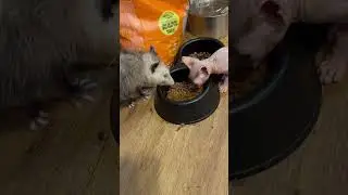 Penelope Opossum adopted son! ￼#cat #follow #possum #babyanimals #animal #animals #opossum #love
