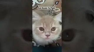 Rebel Cat 😛&hearts;️..#hyderabad #funny #enjoyment #comedy #catsofyoutube #catlovers #kitten #minnu #like