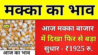 Today's price. Maize price. Maize saw a recovery today. Latest price of Maize