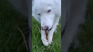 Adorable Yakutian Laika Gripping Stick with Paws