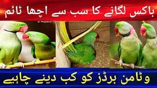 Alexander parrot Ringneck parrot breeding tips  | Raw parrots Ringneck Parrot breeding process