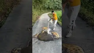 3d tiger art on road #shorts #shortsfeed