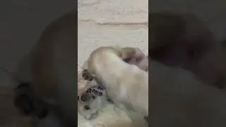 #puppy #cute #pets #funny #dog #trending #viral fighting 😍😍😍😍