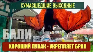 Беженец🇮🇩Бали. Сумасшедшие выходные! Хороший Лувак укрепляет брак. Беспонтовые альпаки. Секумпул.