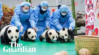 Twenty-five newborn baby pandas make first public appearance for Chinese lunar new year
