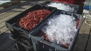 Oversight board considers decision on shrimp fishing in New England