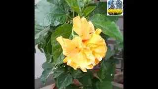 🌺Yellow Double Bloom Tropical Hibiscus!..at my home!(Vocab. in Description-French-English)🌻