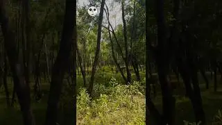 Adventure Jungle Drive Near Shiuli bona | #adventure #susunia #drive #siulibana #travel