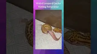 leopard gecko breeding behavior