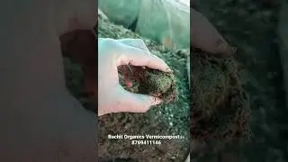Worms Activity / Live Earthworm Working