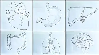 Human internal organs &middot; How to Draw human internal organs diagram