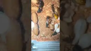 Harpoon Ant #ANTHIVE #TrapJawAnts #AmbushPredator #ArborealAnts #AntSpeed