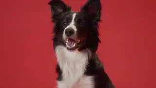 History Of The Border Collie