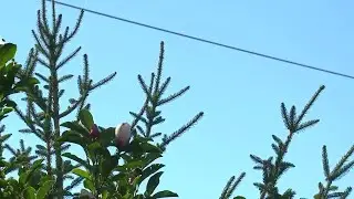 Lake St. Louis homeowners in battle over trees