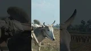 #बैलगाड़ी की सवारी #गाँव का जहाज