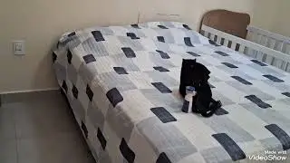 Um dia  de  muito trabalho  só  gratidão a Deus  fiz bolo 😇e cuidando  dos cães ❤️