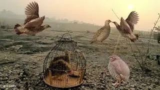 pheasant hunting sound titeer voice gora Teetar voice #pheasant