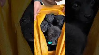 The mysterious bag found at the door actually contained a family of dogs🥹#animalrescue #pets #dog