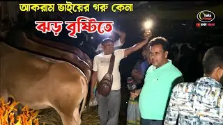 কম দামে কিভাবে ঝড় বৃষ্টির মধ্যে আকরাম ভাই গরু কিনছে দেখুন! গাবতলী গরুর হাট ২০২৪