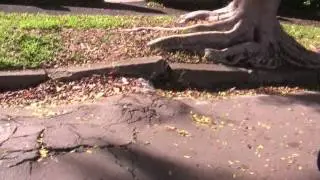 Stop Tree Roots in Drains. Vaporooter - Tree Root Damage