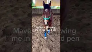 lol I love him!!🐴🐎 #equestrianlife #horse