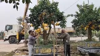 máy cần cẩu, cẩu cây cảnh nặng một tấn đi thành phố hà nội #têt #bonsai# #moitruong #xanhachđep