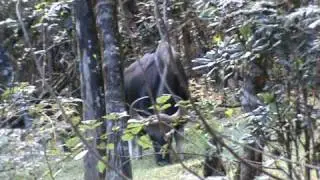 wild Gaur garzing at Kodai forest.MPG