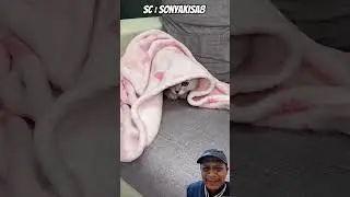 scared cat  ‼️ Sonyakisa8
