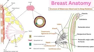 Mammography Registry Review: Breast Anatomy Lesson 1