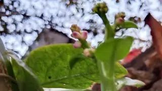 জুম্মা মোবারক জানিয়ে শুরু করলাম।
