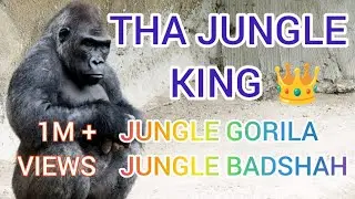 King of the Jungle 👑The Roaring _Legend Lion Attitude Status _Jungle Ka Badshah Gorilla 🦍#jungleking
