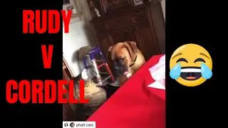 TONY BAKER Voice over Compilation  CORDELL VS RUDY 🤣🤣🤣 funny&nbsp;cats v dogs