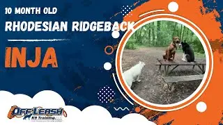 Inja | 10 Month Old Rhodesian Ridgeback | 1 Week Board & Train | Off Leash K9 Training, Georgia