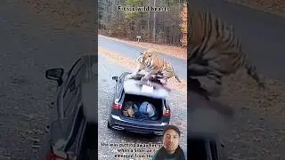 #shorts #animals #reaction #reactionvideo