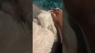 Affectionate Dog Gets Head Pats While Owner Talks About Love#doglove #petaffection