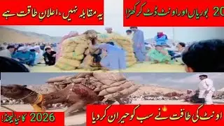 How tocamel Weightlifting in 2026 🐪 کیمل ریٹ لفٹنگ ان 2026#trending #viralvideo #mela#weightlifting 