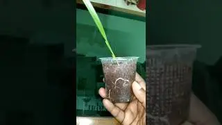 How to grow dates from seeds #shorts