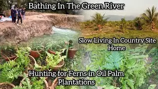 Hunting For Ferns In The Oil Plantation🌳 Bathing In The Green River🏠🌴 Slow Living In Country Site 