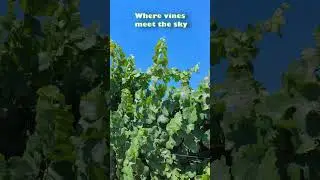 Husch Vineyard in California&rsquo;s Anderson Valley