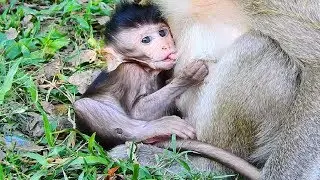 Little Baby Maddix Very Cute Baby Monkey, Most Kidnapped Baby