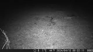 Japanese Red Fox Detours around the Burrows of Japanese Raccoon Dogs at Fallow Field