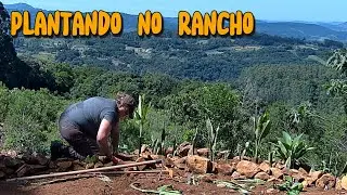 Plantando com calma no rancho 🌱 | Ajustes no jardim e bugios na mata