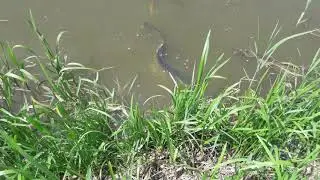 Prirozeny vyter sumce velkeho