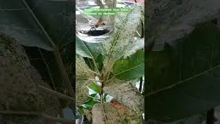 #altissima new clon #корни из листа #plants #растения #garden #саднабалконе #nature #фикус #ficus