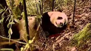 Secrets Of The Wild Panda
