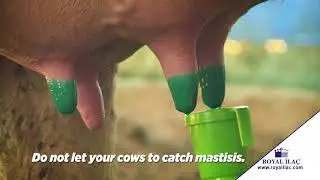 Protect your cows from mastitis using MASDISIN HERBAFILM after milking
