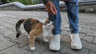 Бездомный кот пытается мне что-то сказать, мурлыча на разные тона.